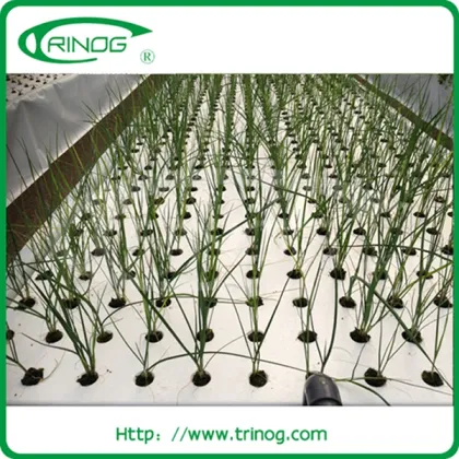 NFT hydroponics system for herb
