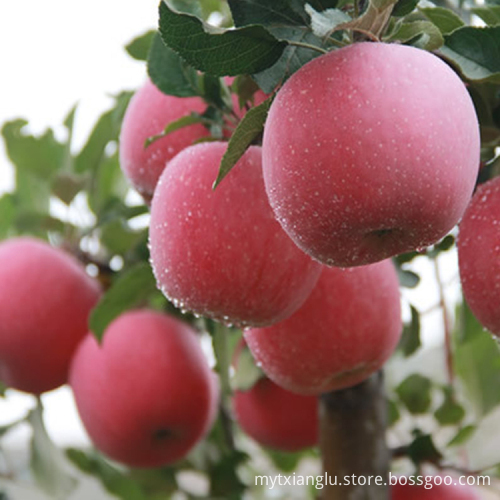 fuji exporter fuji factory china fuji apple price