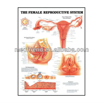 3D Medical Chart ---- Female Reproductive System