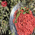 Super Foods promueve el bienestar de la salud Bayas de Goji