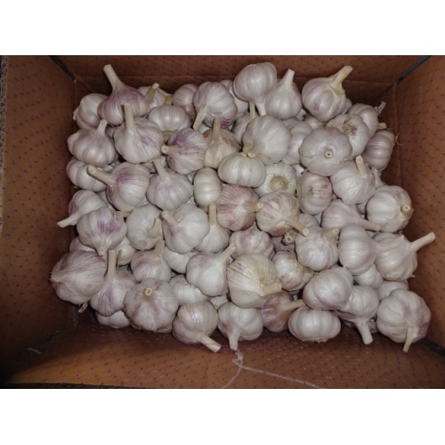 2020 High Quality Fresh Normal Garlic