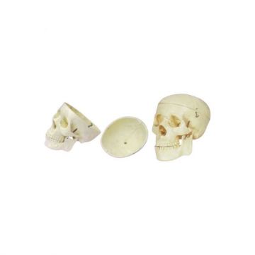 Modello di scheletro del cranio per adulti con fibbia del cranio: Aidantica di apprendimento anatomico