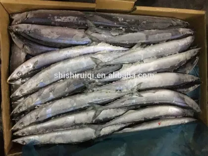 2016 High Quality Frozen Pacific Saury