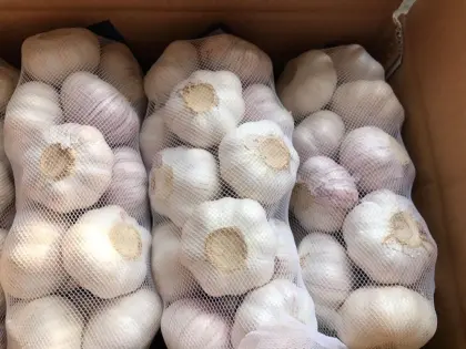 FRESH PURE WHITE GARLIC