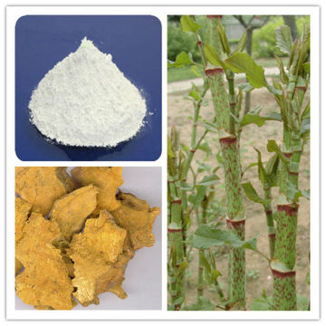 Polygonum Cuspidatum Root Extract Resveratrol 20%-99%