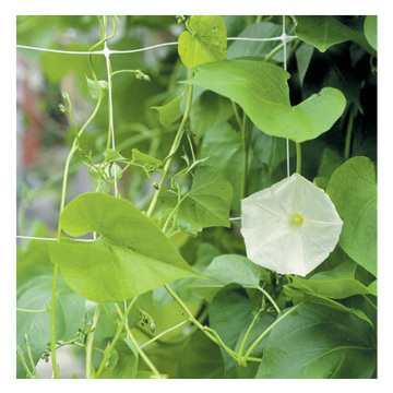 Hot Sale Heavy-Duty Plant Support Trellis Netting