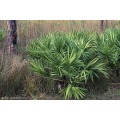 Saw Palmetto Extract Powder Ácido graso de palma 45%