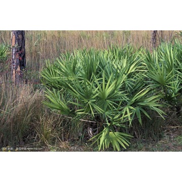 Saw Palmetto Extract Powder Palm Fatty Acid 45%