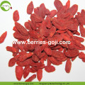 Factory Wholesale Bulk Fruit Product Wolfberry