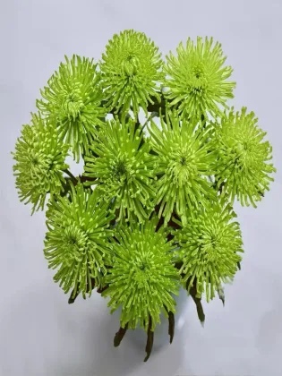 Green Anna Firework chrysanthemum