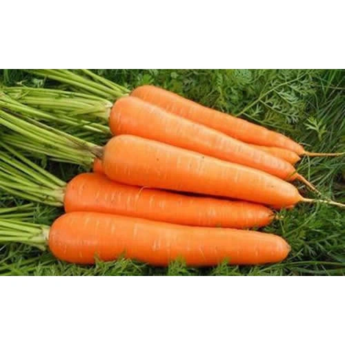 Chinese Whollesales Fresh Carrot China Manufacturer