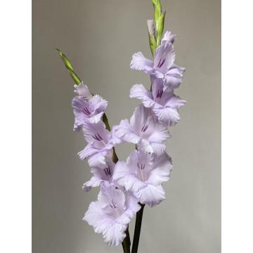 القلقاس الأرجواني Gladiolus العرض للزينة الزفاف