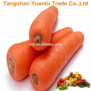 Carrot/Fresh Carrot/Hot Sale Carrot/Health Carrot