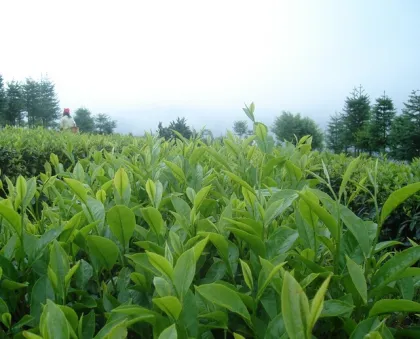 oganic green tea Direct Manufacturer certified by IMO NOP BRC lowering blood pressure tea