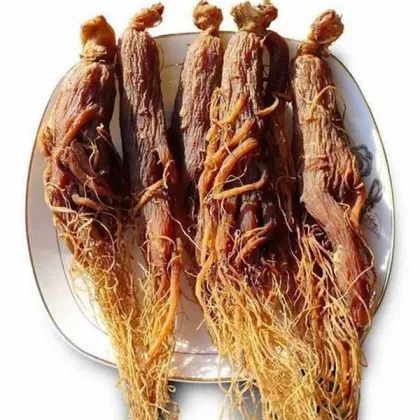 Radix Ginseng Rubra Rubra red ginseng Hongshen