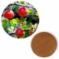 Natural Pure Pygeum Extract