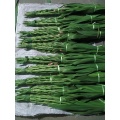 قطع جديدة من Gladiolus Adina Pink لديكور الزفاف