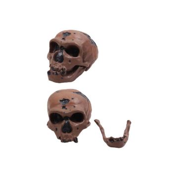 50102.08 Neanderthal Man Skull: una ricerca approfondita