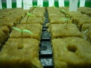 Yellow Hydroponic Rockwool Cubes For Agricultural Vegetables Planting