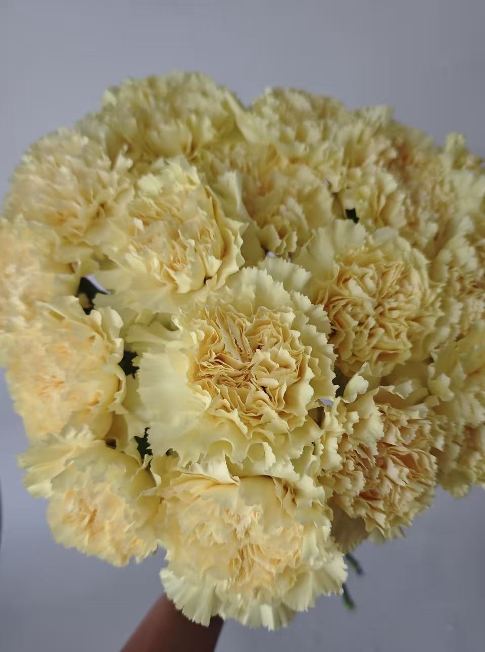Single-headed Carnation with Yellow