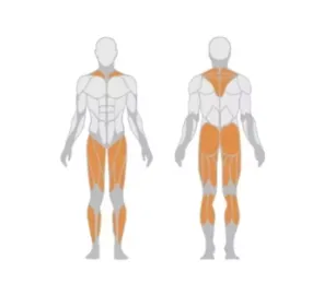 Free Weight Exercise leg strength training Fitness Equipment