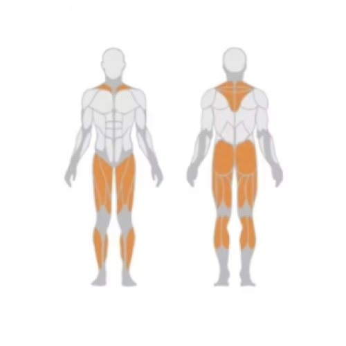 Free Weight Exercise leg strength training Fitness Equipment