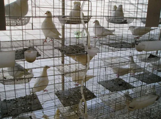 galvanized Pigeon Breeding Cage For Poultry Farms