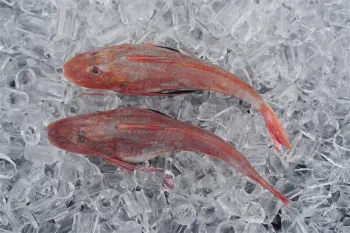 Frozen Monkfish Tails With Skin-ON