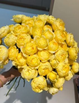 Starfruit Juice Spray Rose