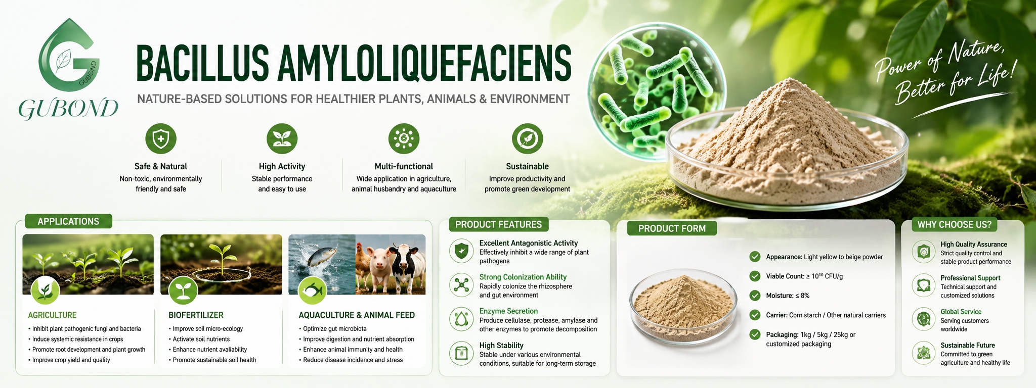 Bacillus amyloliquefaciens (2)