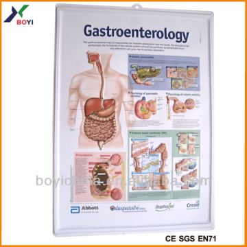 wholesale men reproductive system 3d Poster