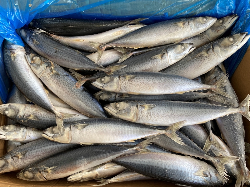 Chinese Professional Mackerel Producer Frozen Fish Mackerel For Wholesale