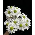 স্প্রে সাদা মাছ chrysanthemum