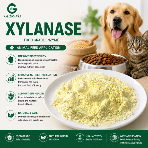 Enzima xilanasa para el procesamiento de alimentos por hidrólisis de fibras vegetales