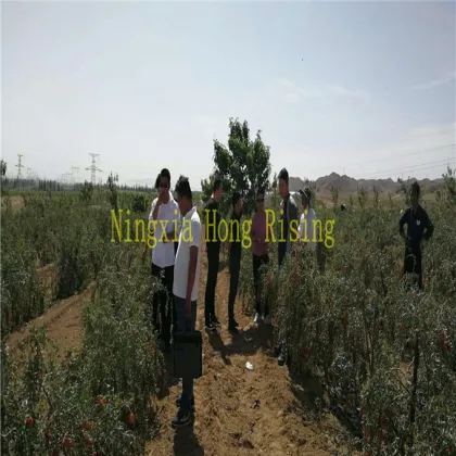 Organic fresh goji berry 2018