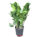 China Zamioculcas zamiifolia 250 factory Factory