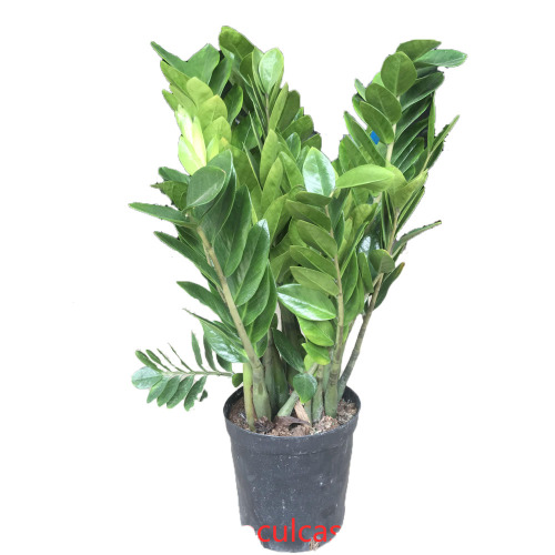 Indoor Living Round Leaves Zamioculcas zamiifolia 250 factory Manufactory