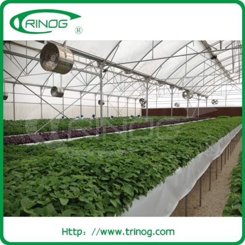 NFT hydroponics system vertical system for lettuce