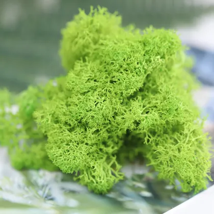 Factory Wholesale Live Moss, Preserved Immortal Moss, and Green Moss for Wall Decoration