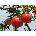 Pomegranate Fruit Juice Extract