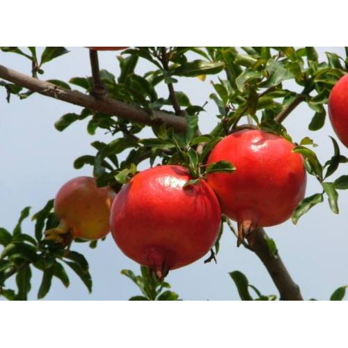 Pomegranate Fruit Juice Extract