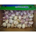 Normal White Garlic Price 2020