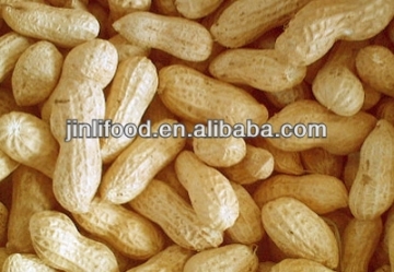 Chinese high quality Peanut in shell/without shelled