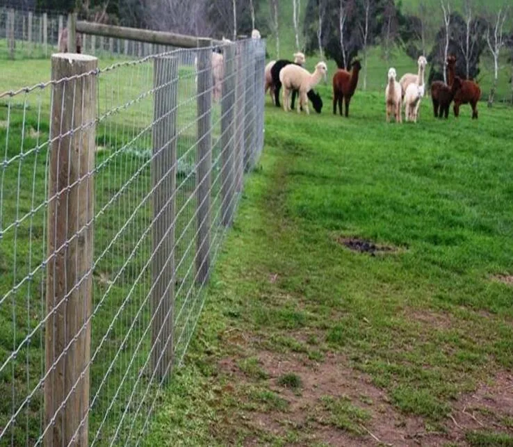 Galvanized Knotted Wire Mesh Farm/Field Fence for Grasslands Husbandry