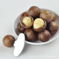 Big Size Geroosterde Macadamia Nuts in Shell
