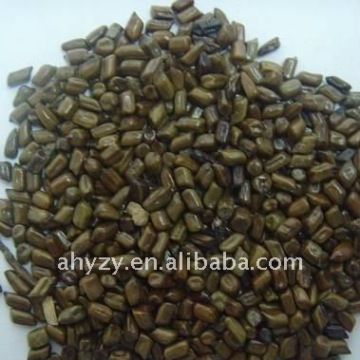 Cassia seed