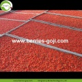 Pabrik Pasokan Buah-buahan Natural Mechanical Drying Goji Berries