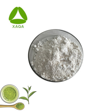 ISO90001 Natural Green Tea Extract EGCG 95% Powder
