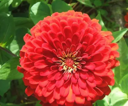 Flower seed germination table