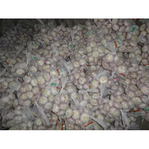 Sale Fresh Garlic 2019